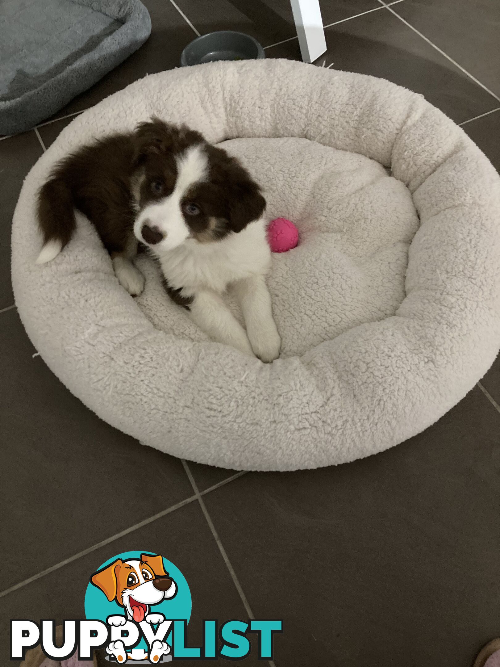 ADORABLE FEMALE BORDER COLLIE PUPPY