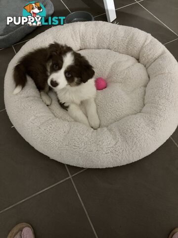 ADORABLE FEMALE BORDER COLLIE PUPPY