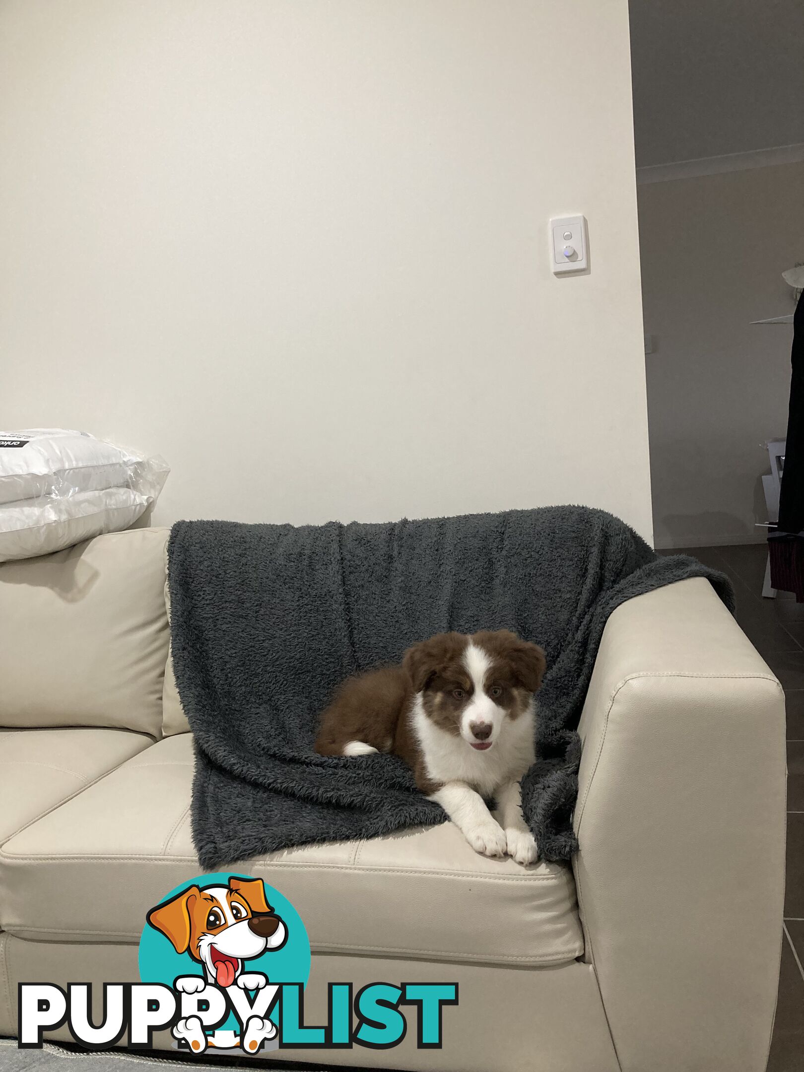 ADORABLE FEMALE BORDER COLLIE PUPPY