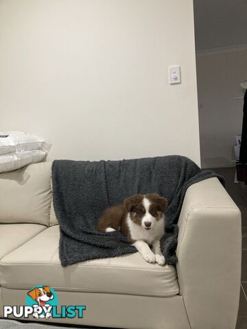 ADORABLE FEMALE BORDER COLLIE PUPPY