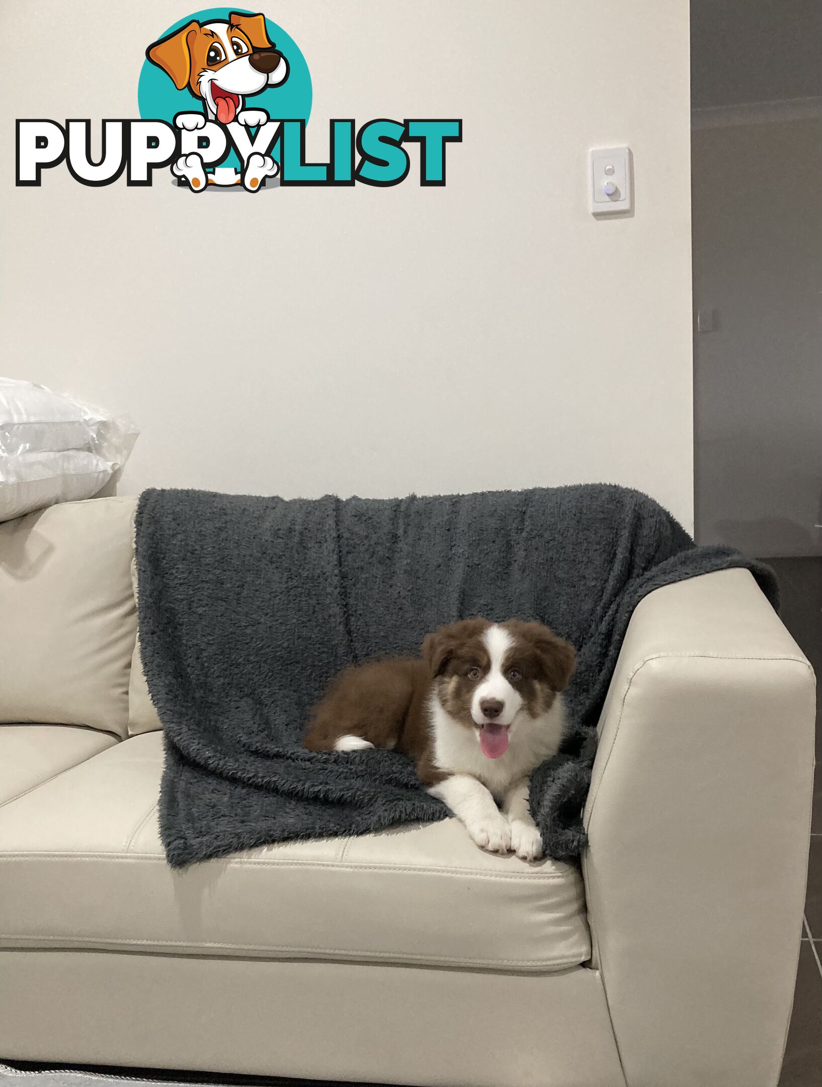 ADORABLE FEMALE BORDER COLLIE PUPPY