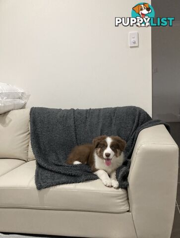 ADORABLE FEMALE BORDER COLLIE PUPPY