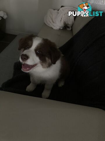 ADORABLE FEMALE BORDER COLLIE PUPPY