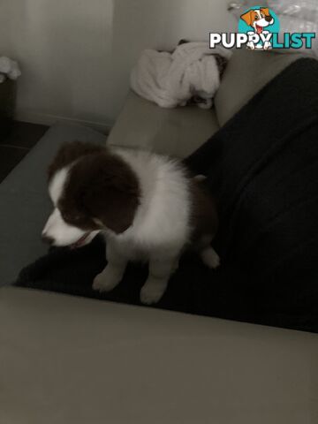 ADORABLE FEMALE BORDER COLLIE PUPPY