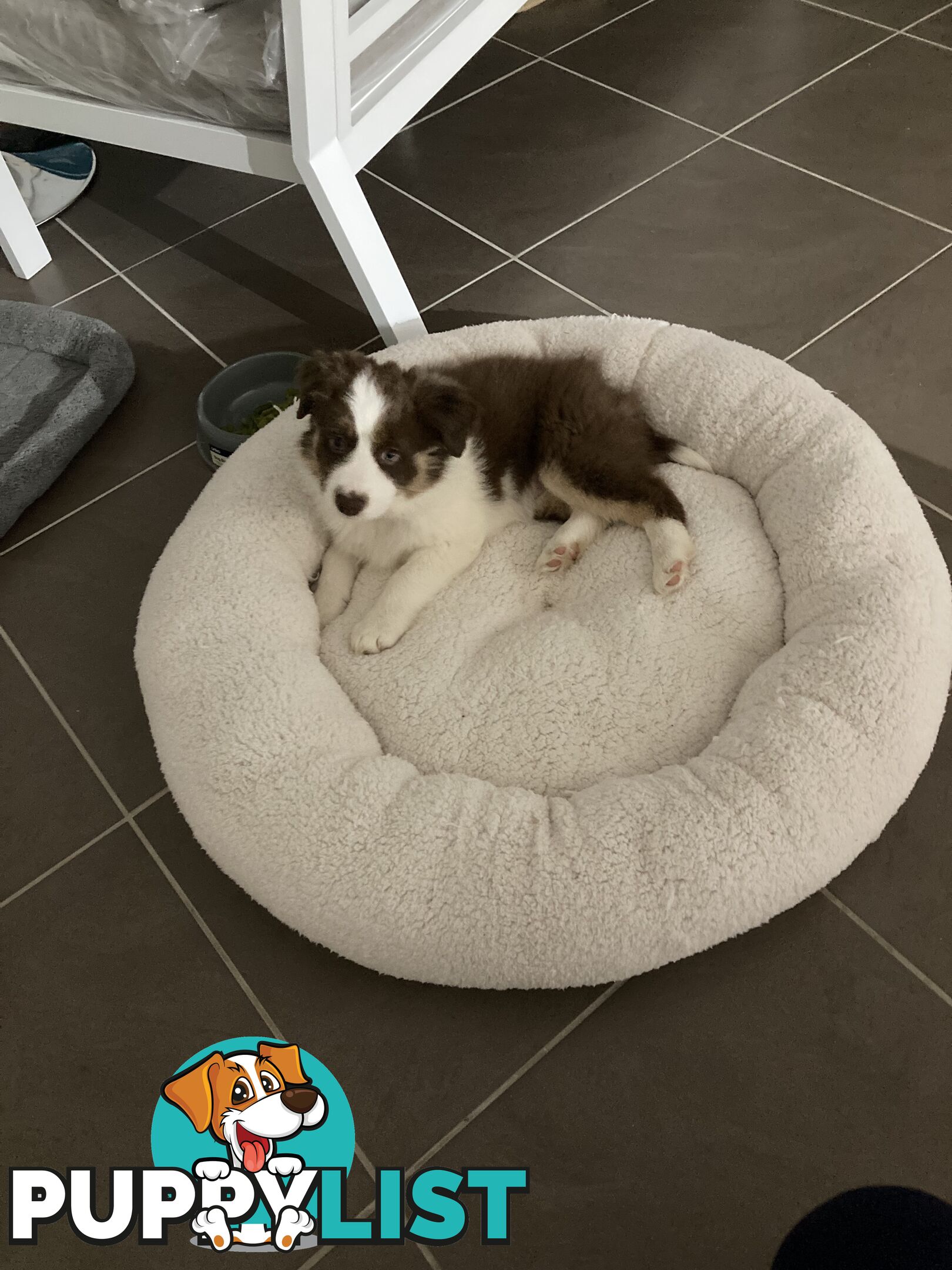 ADORABLE FEMALE BORDER COLLIE PUPPY