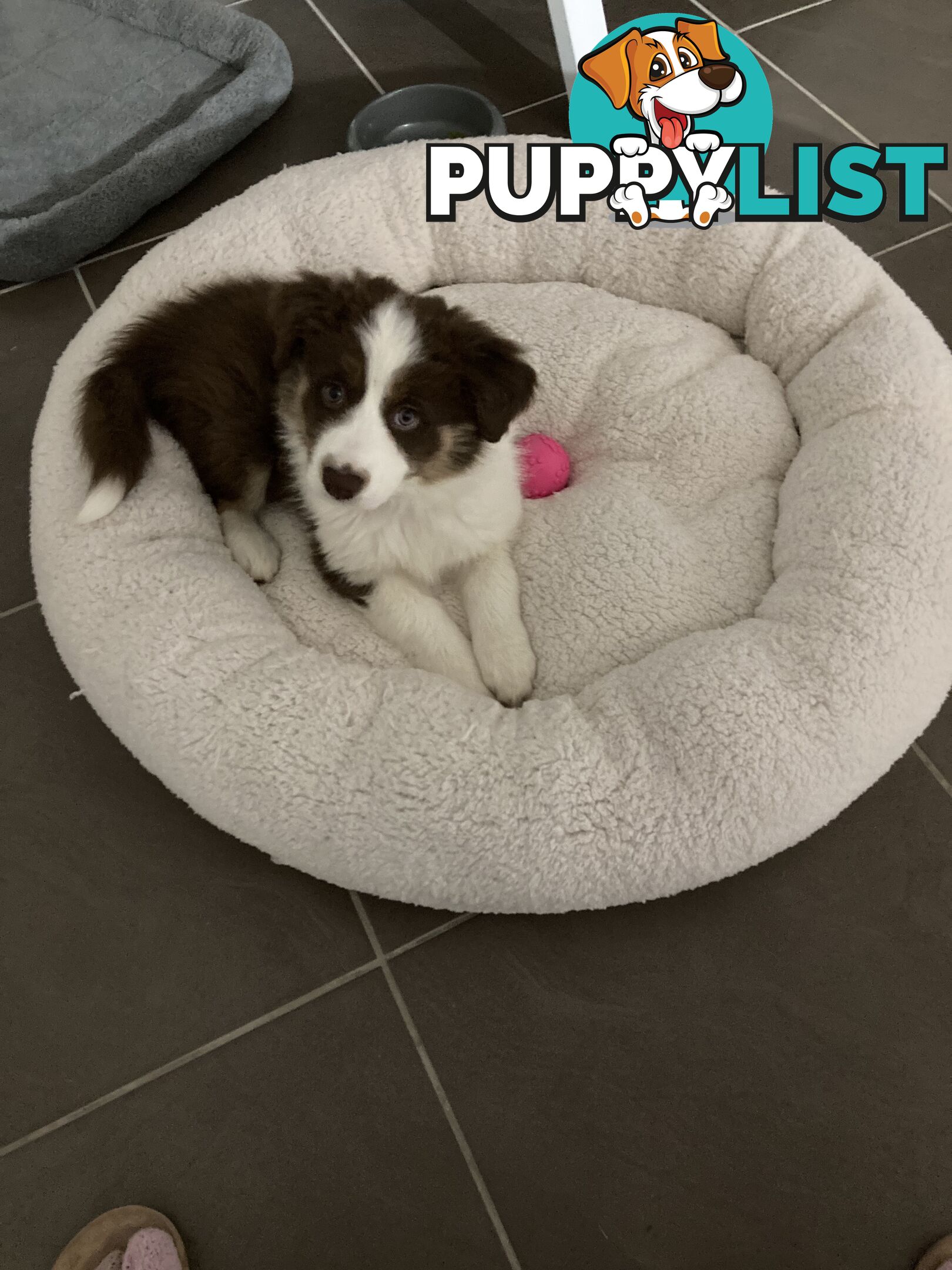ADORABLE FEMALE BORDER COLLIE PUPPY