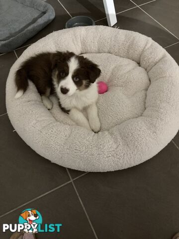 ADORABLE FEMALE BORDER COLLIE PUPPY