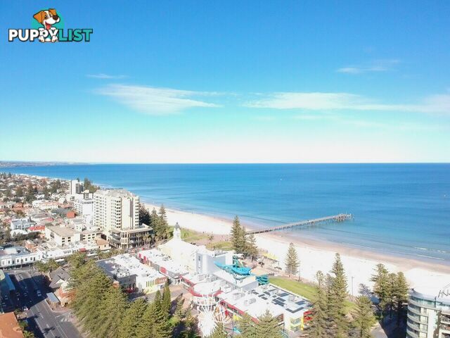 22 Colley Terrace GLENELG SA 5045