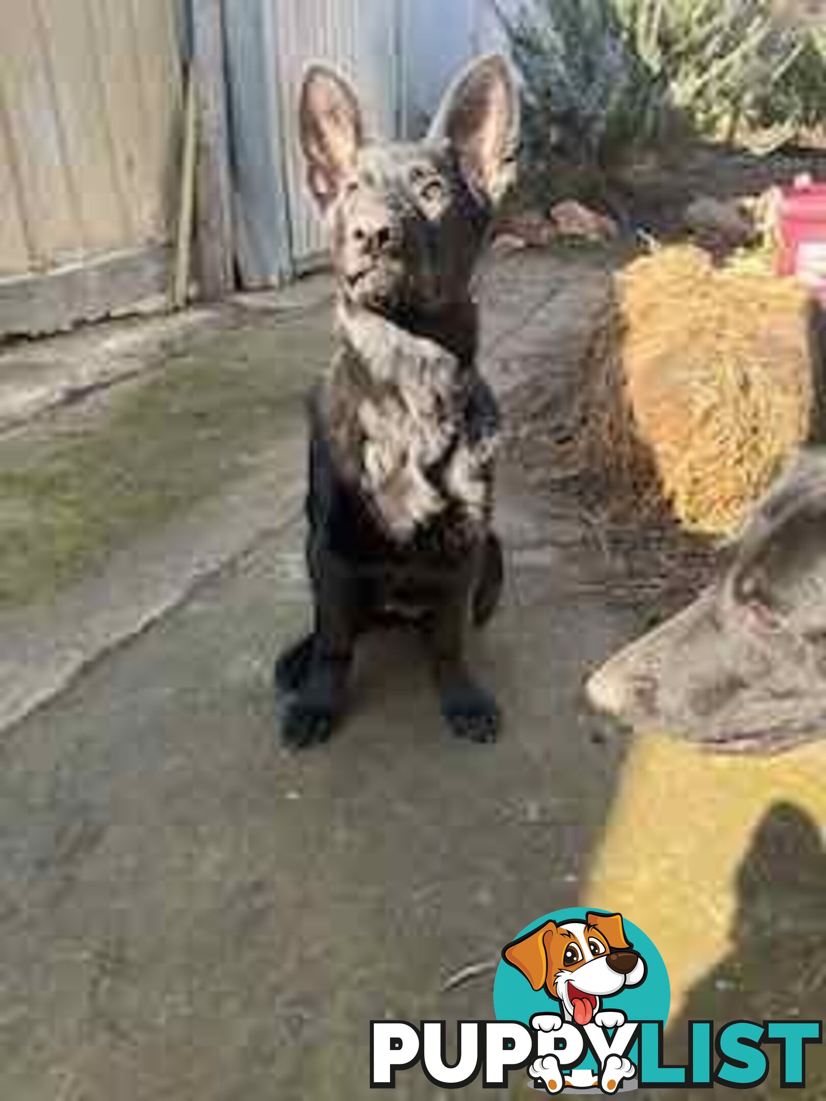 Last two x Elite DDR German Shepherd Puppies – 16 Weeks on Sunday - Ready Now