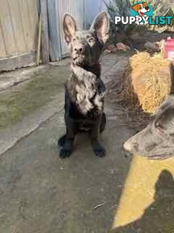 Last two x Elite DDR German Shepherd Puppies – 16 Weeks on Sunday - Ready Now