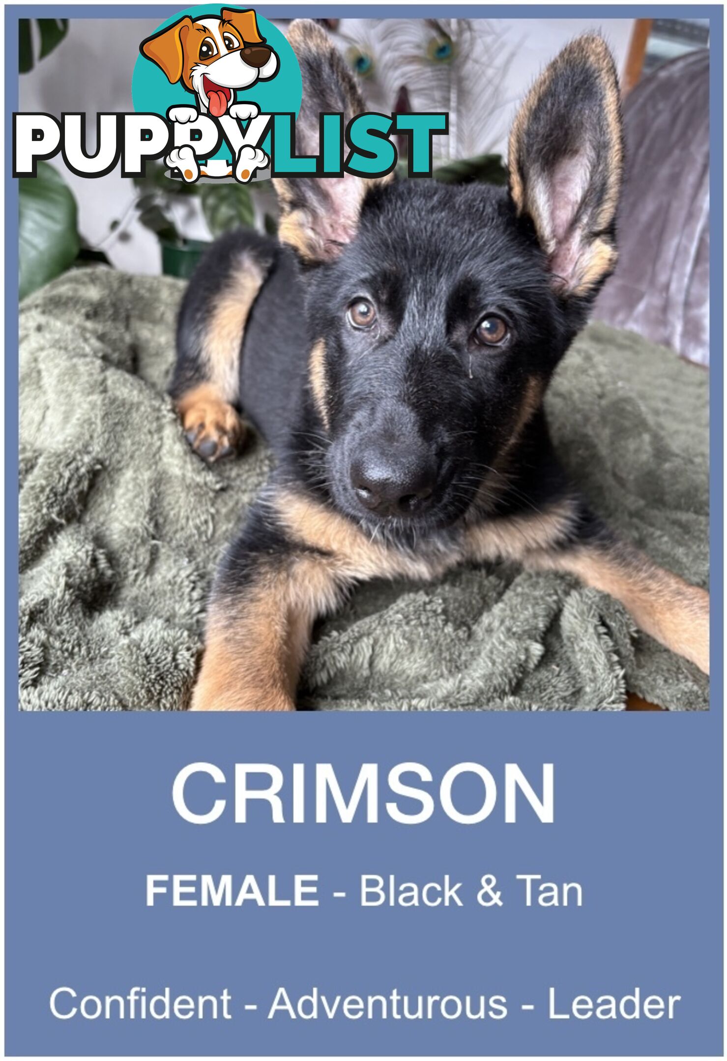 East DDR GSD pups – pure black & black/tan, full masks, loyal, smart & strong working lines.