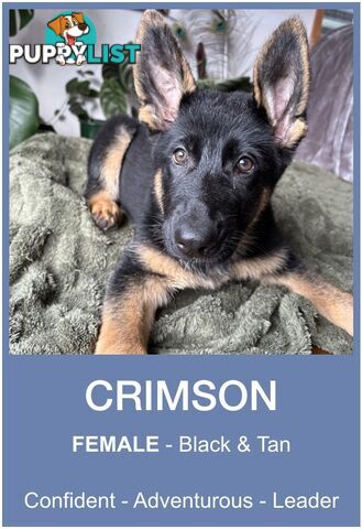 East DDR GSD pups – pure black & black/tan, full masks, loyal, smart & strong working lines.