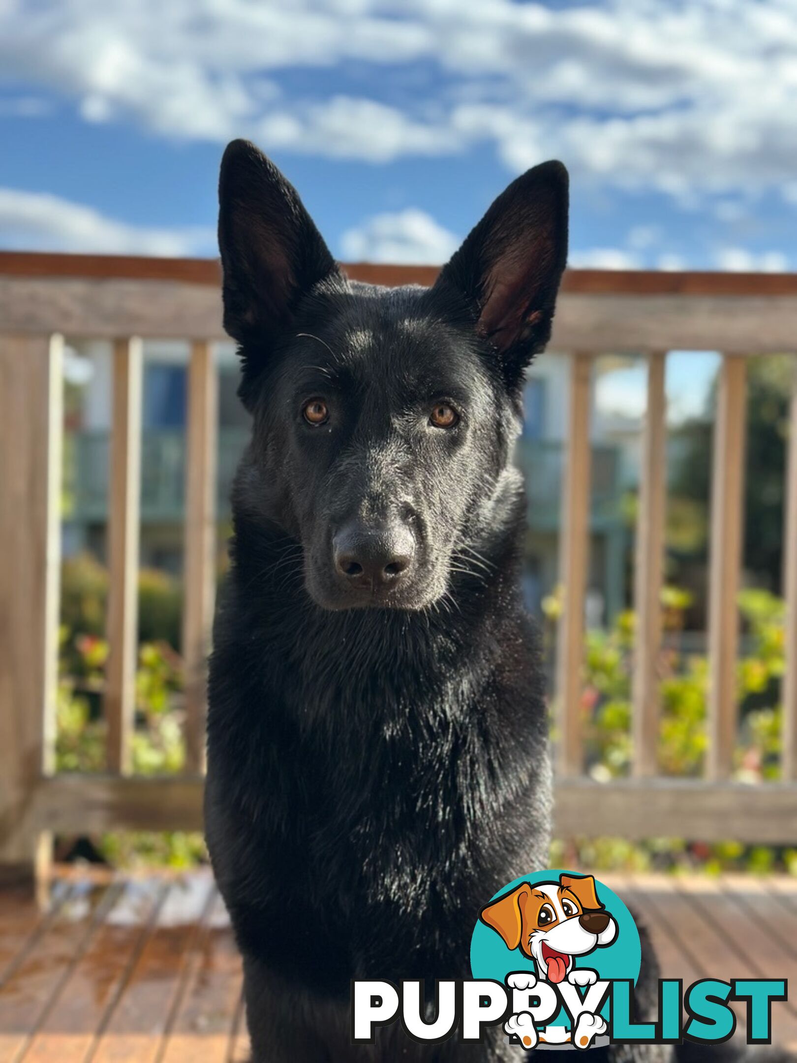 East DDR GSD pups – pure black & black/tan, full masks, loyal, smart & strong working lines.