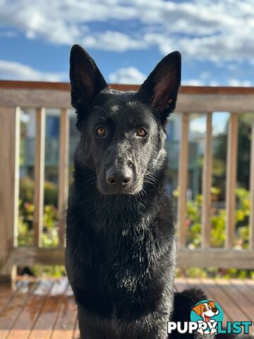 East DDR GSD pups – pure black & black/tan, full masks, loyal, smart & strong working lines.