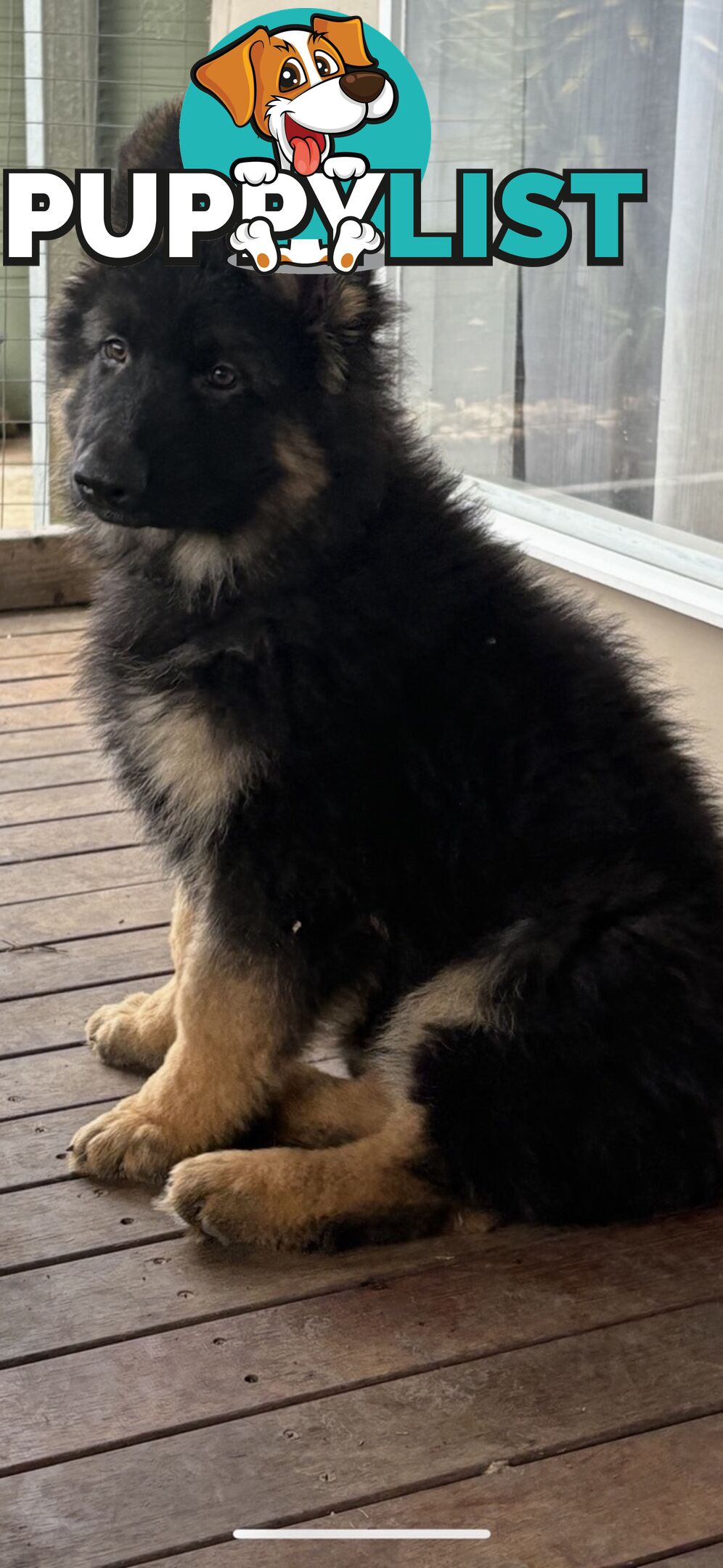 East DDR GSD pups – pure black & black/tan, full masks, loyal, smart & strong working lines.