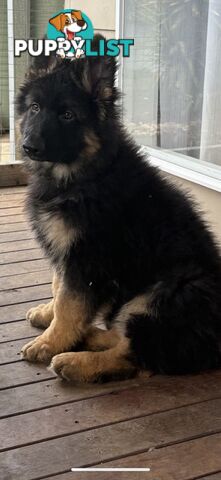East DDR GSD pups – pure black & black/tan, full masks, loyal, smart & strong working lines.