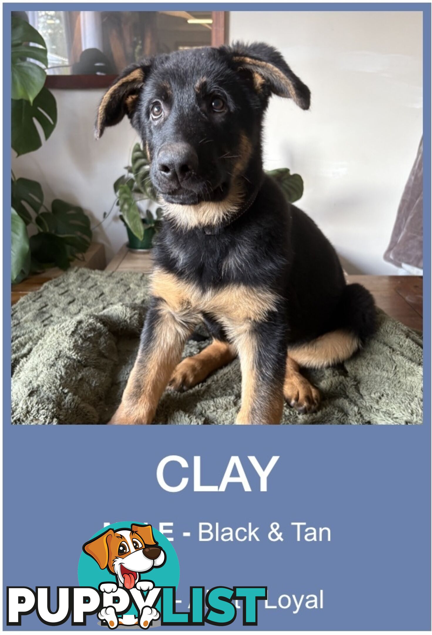 East DDR GSD pups – pure black & black/tan, full masks, loyal, smart & strong working lines.