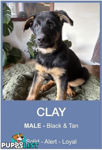 East DDR GSD pups – pure black & black/tan, full masks, loyal, smart & strong working lines.
