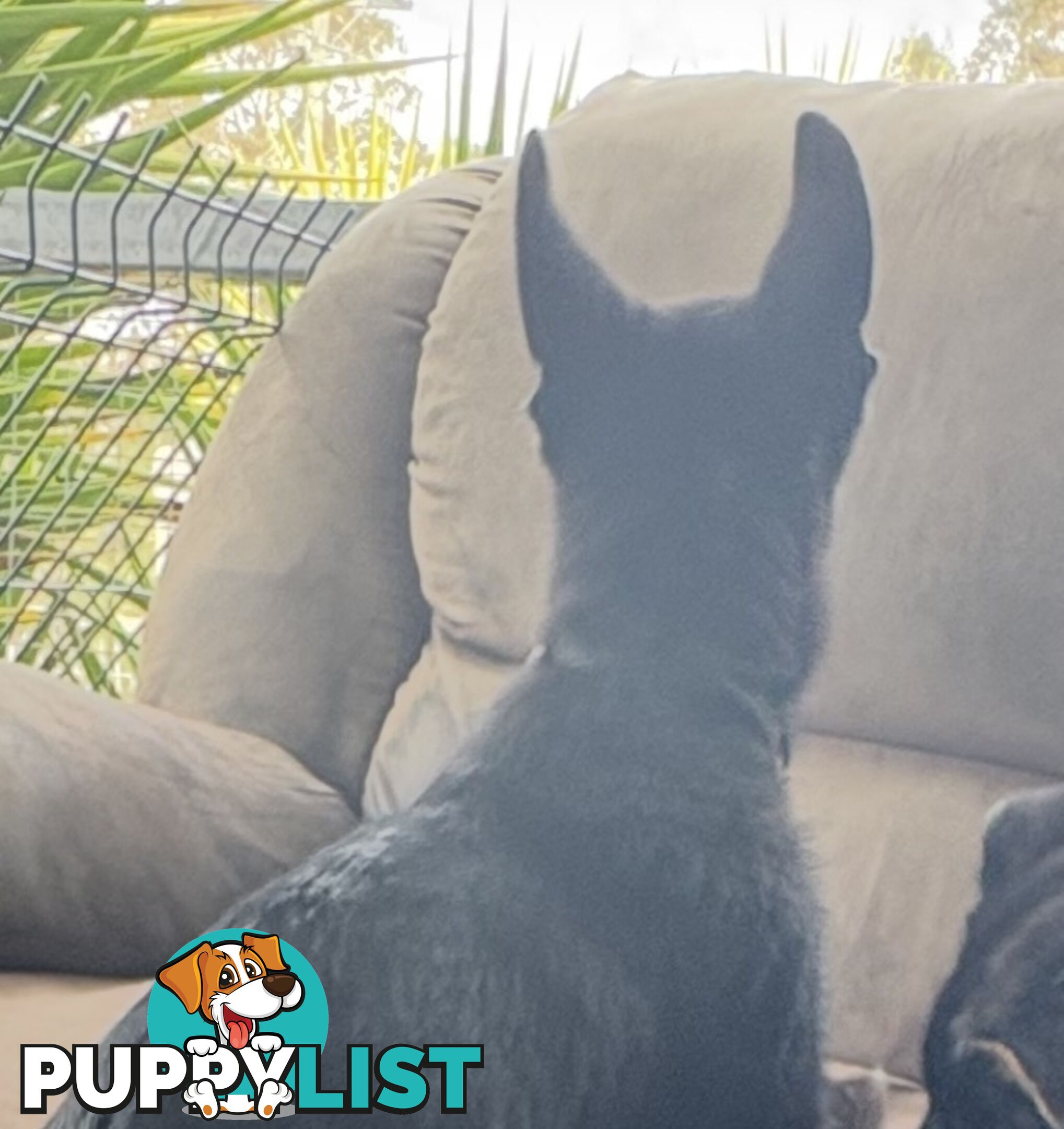 East DDR GSD pups – pure black & black/tan, full masks, loyal, smart & strong working lines.