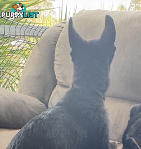 East DDR GSD pups – pure black & black/tan, full masks, loyal, smart & strong working lines.