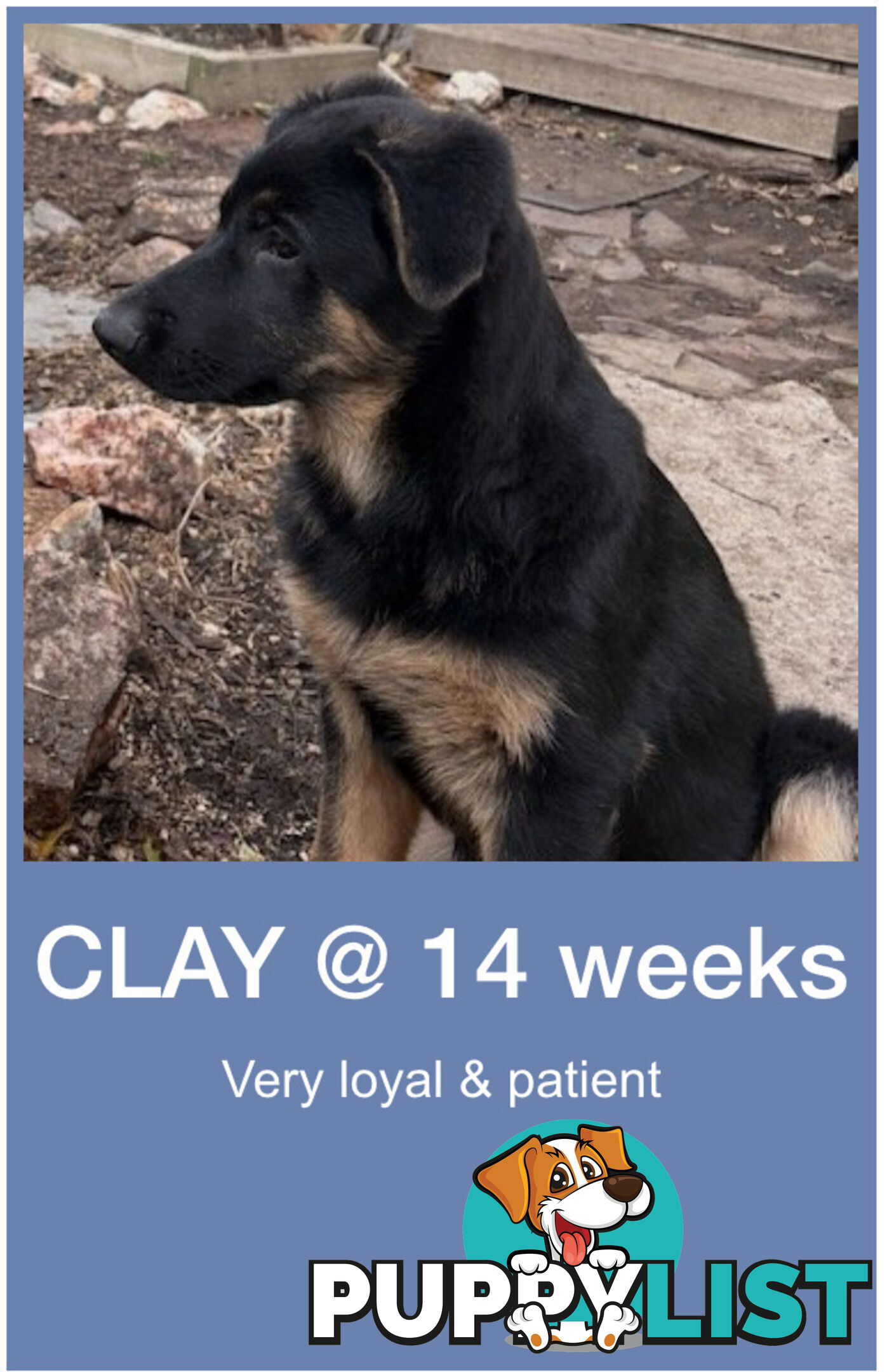 Last two x Elite DDR German Shepherd Puppies – 16 Weeks on Sunday - Ready Now