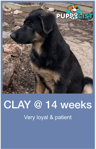 Last two x Elite DDR German Shepherd Puppies – 16 Weeks on Sunday - Ready Now
