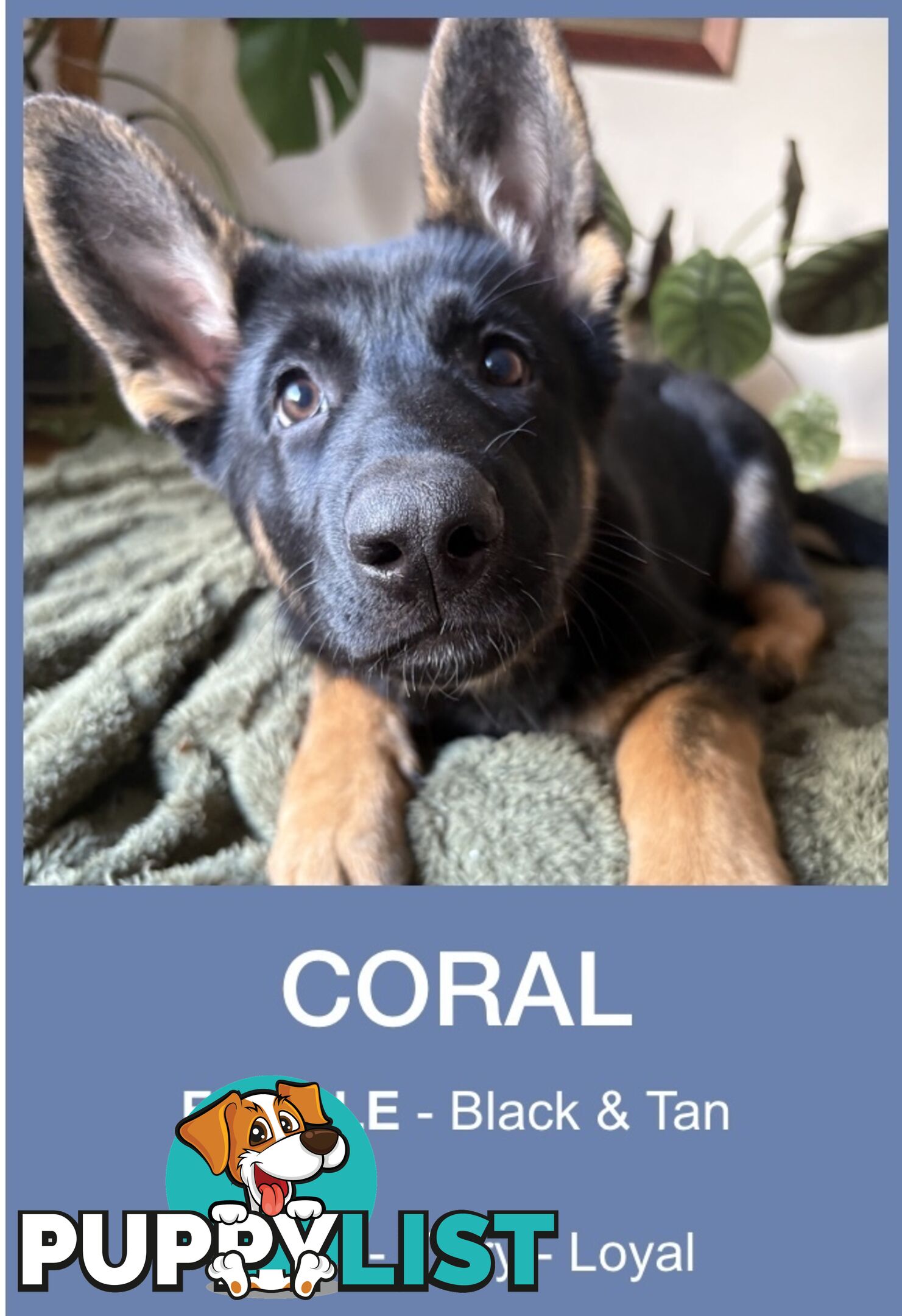 East DDR GSD pups – pure black & black/tan, full masks, loyal, smart & strong working lines.