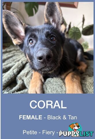 East DDR GSD pups – pure black & black/tan, full masks, loyal, smart & strong working lines.