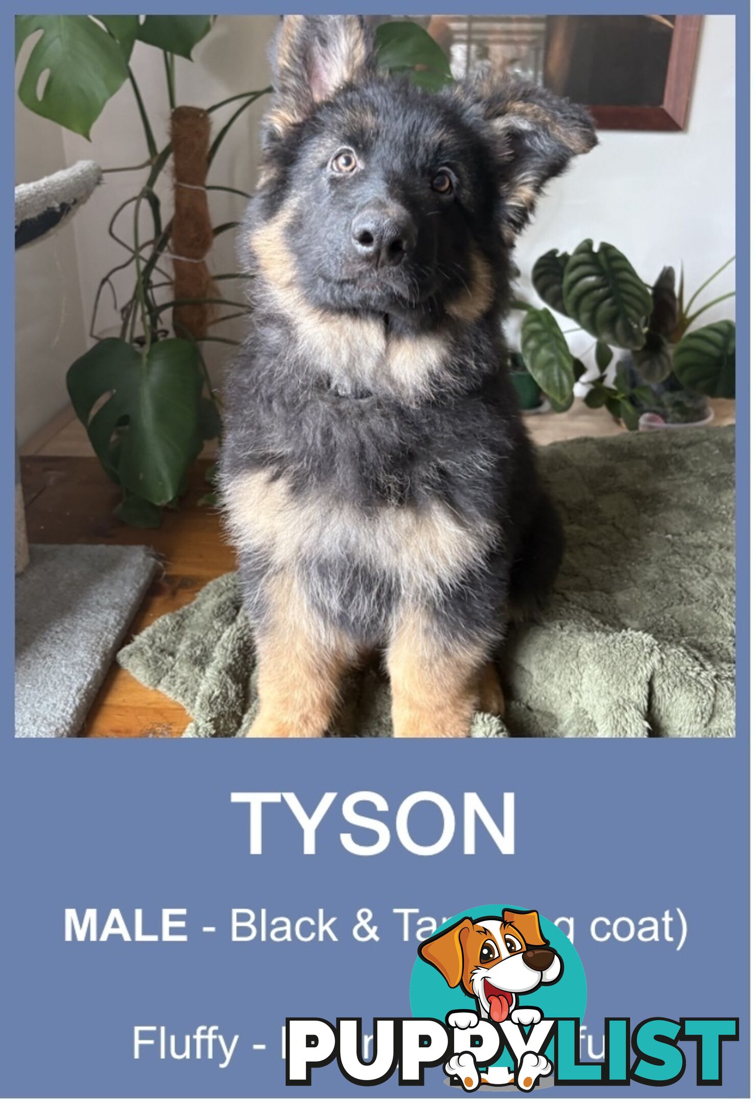 East DDR GSD pups – pure black & black/tan, full masks, loyal, smart & strong working lines.