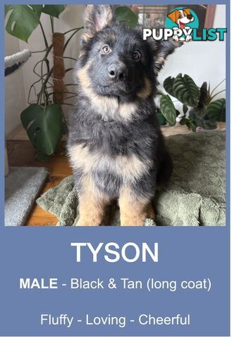 East DDR GSD pups – pure black & black/tan, full masks, loyal, smart & strong working lines.