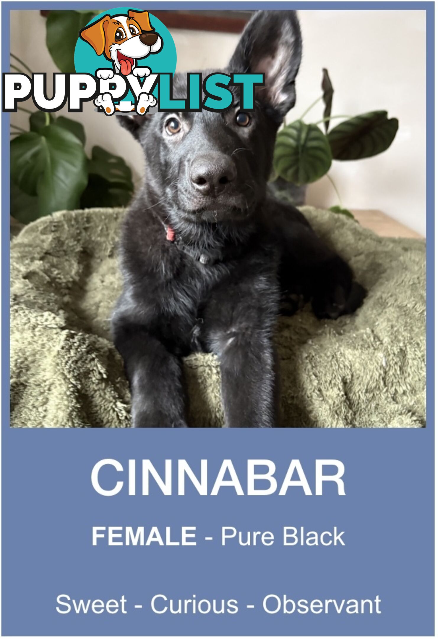 East DDR GSD pups – pure black & black/tan, full masks, loyal, smart & strong working lines.