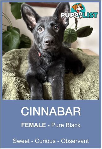 East DDR GSD pups – pure black & black/tan, full masks, loyal, smart & strong working lines.