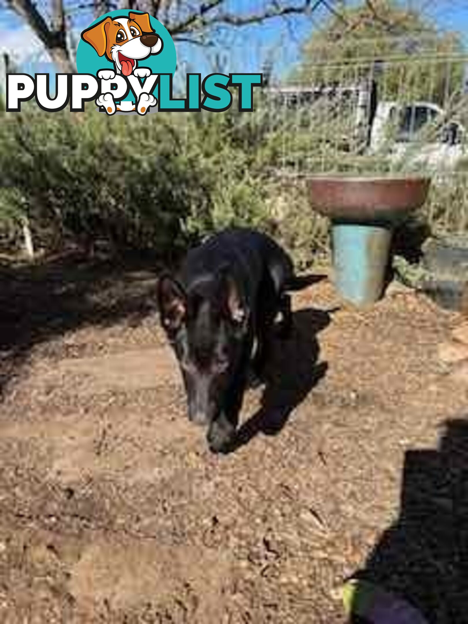 Last two x Elite DDR German Shepherd Puppies – 16 Weeks on Sunday - Ready Now