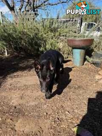 Last two x Elite DDR German Shepherd Puppies – 16 Weeks on Sunday - Ready Now