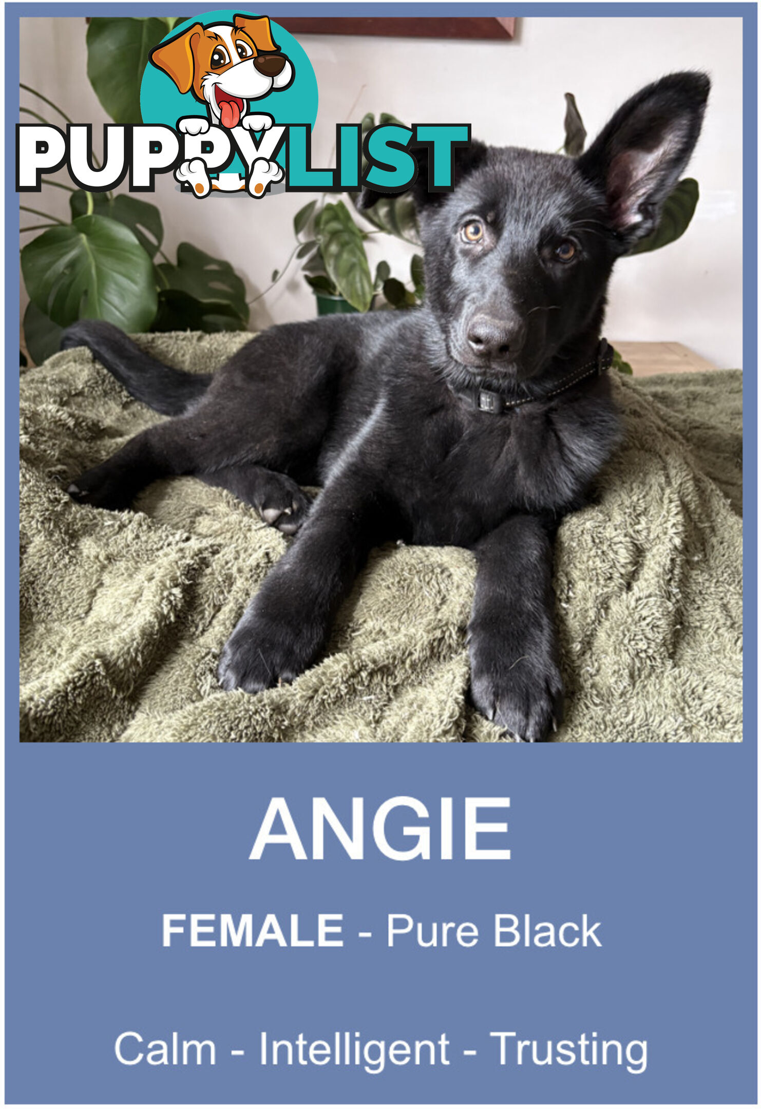 East DDR GSD pups – pure black & black/tan, full masks, loyal, smart & strong working lines.