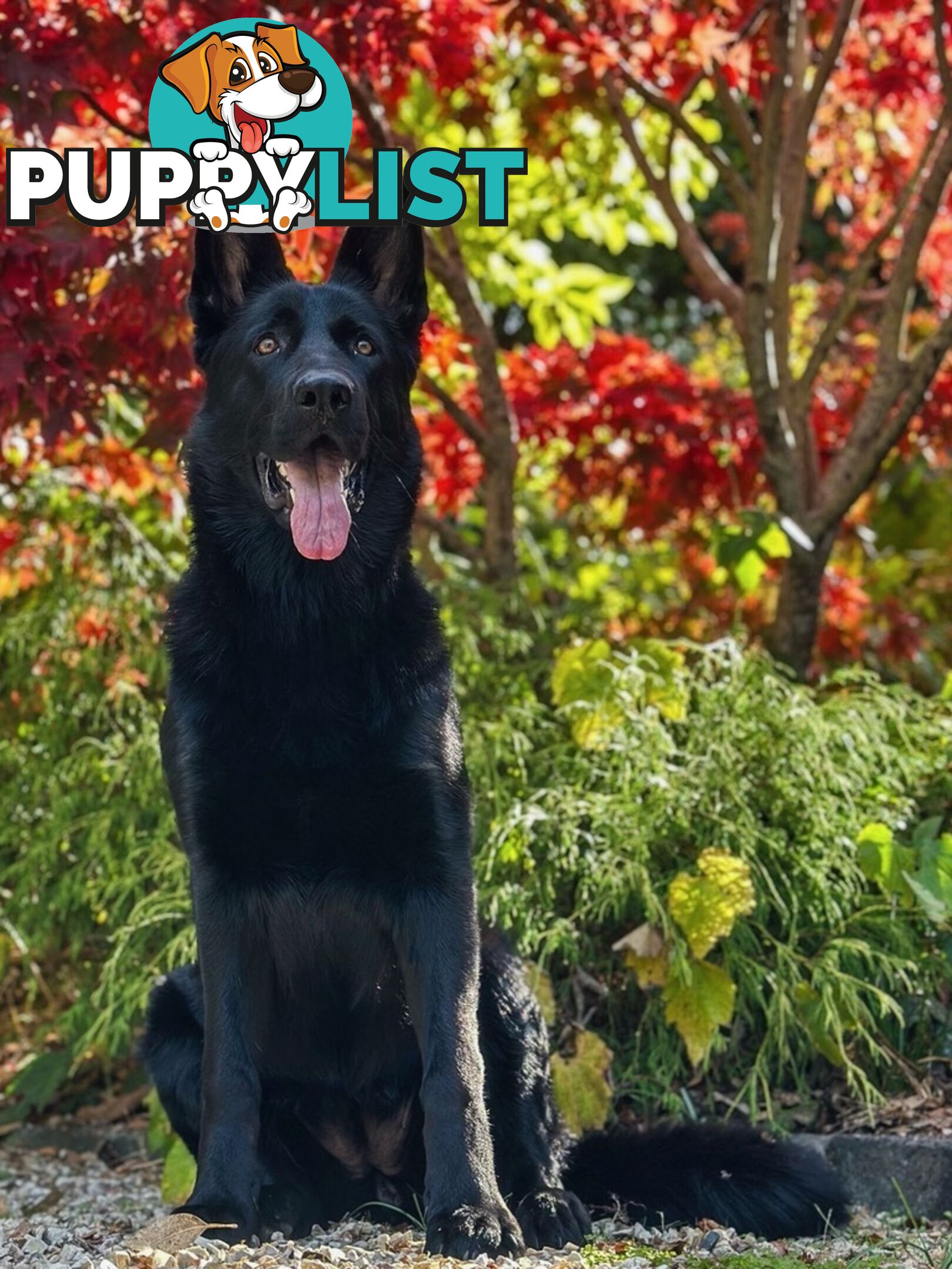East DDR GSD pups – pure black & black/tan, full masks, loyal, smart & strong working lines.