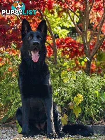 East DDR GSD pups – pure black & black/tan, full masks, loyal, smart & strong working lines.