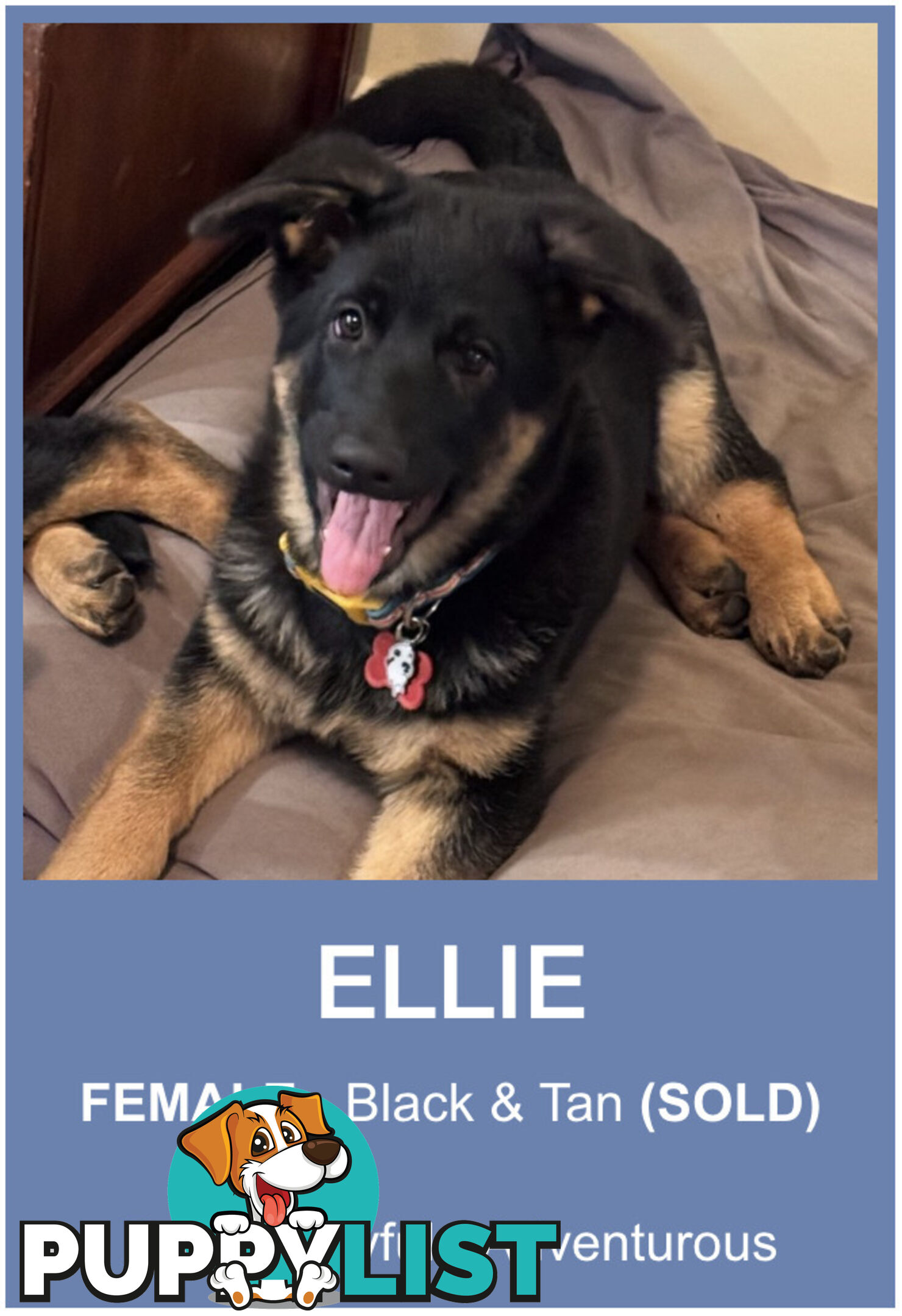 East DDR GSD pups – pure black & black/tan, full masks, loyal, smart & strong working lines.