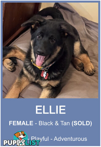 East DDR GSD pups – pure black & black/tan, full masks, loyal, smart & strong working lines.