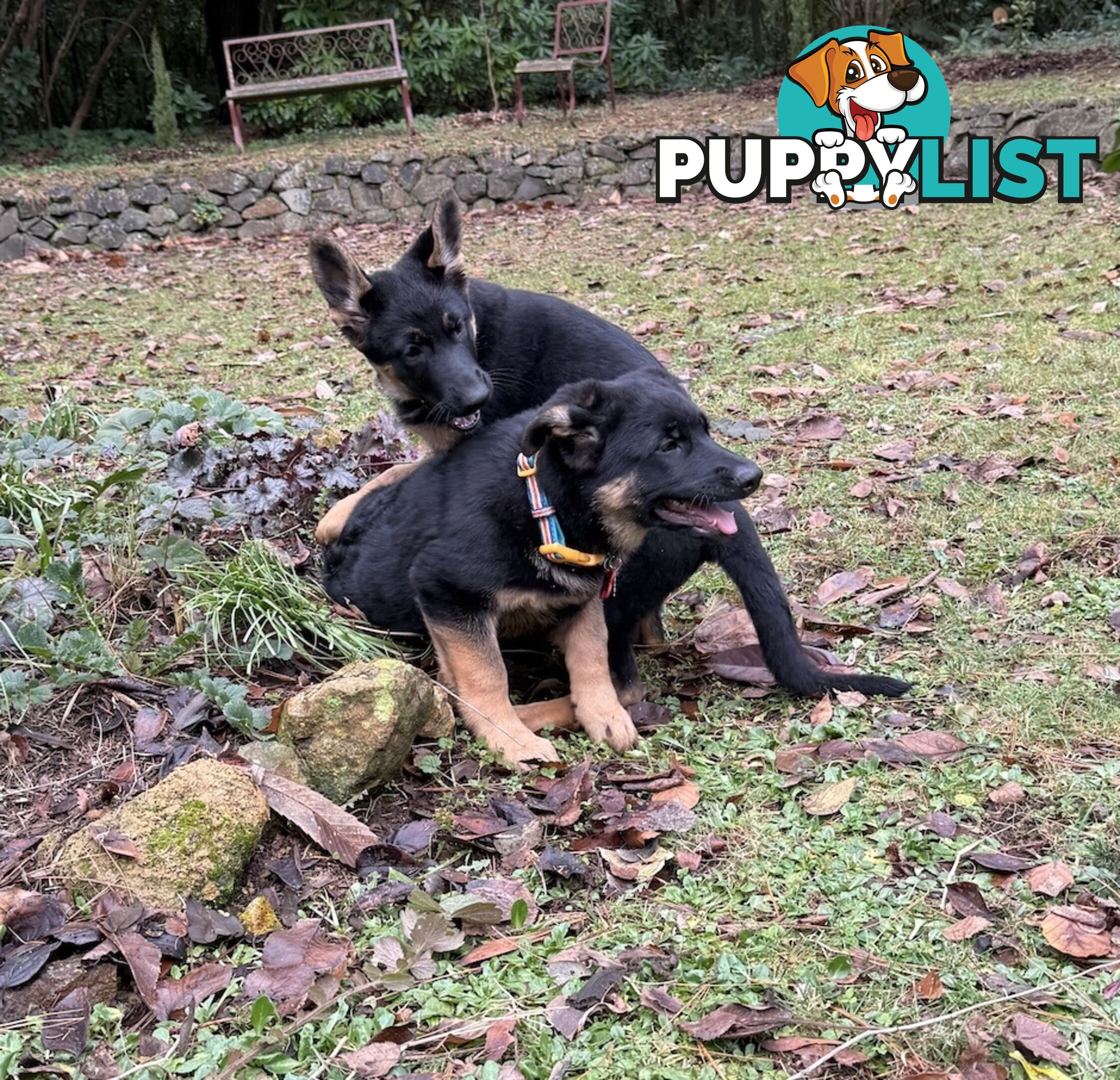 East DDR GSD pups – pure black & black/tan, full masks, loyal, smart & strong working lines.