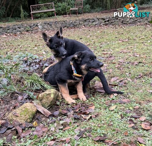 East DDR GSD pups – pure black & black/tan, full masks, loyal, smart & strong working lines.