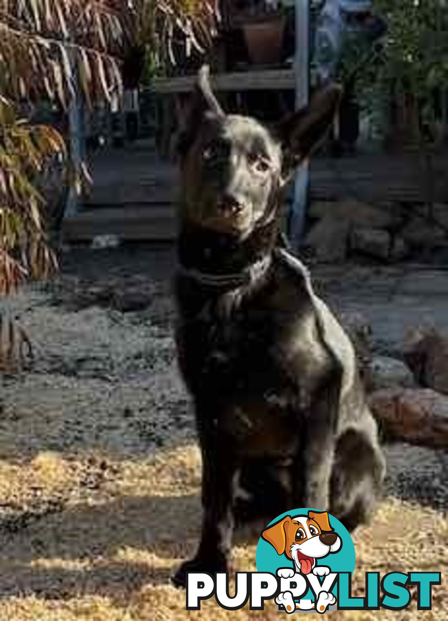 Last two x Elite DDR German Shepherd Puppies – 16 Weeks on Sunday - Ready Now
