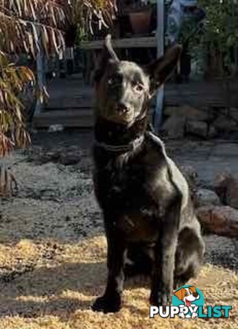 Last two x Elite DDR German Shepherd Puppies – 16 Weeks on Sunday - Ready Now