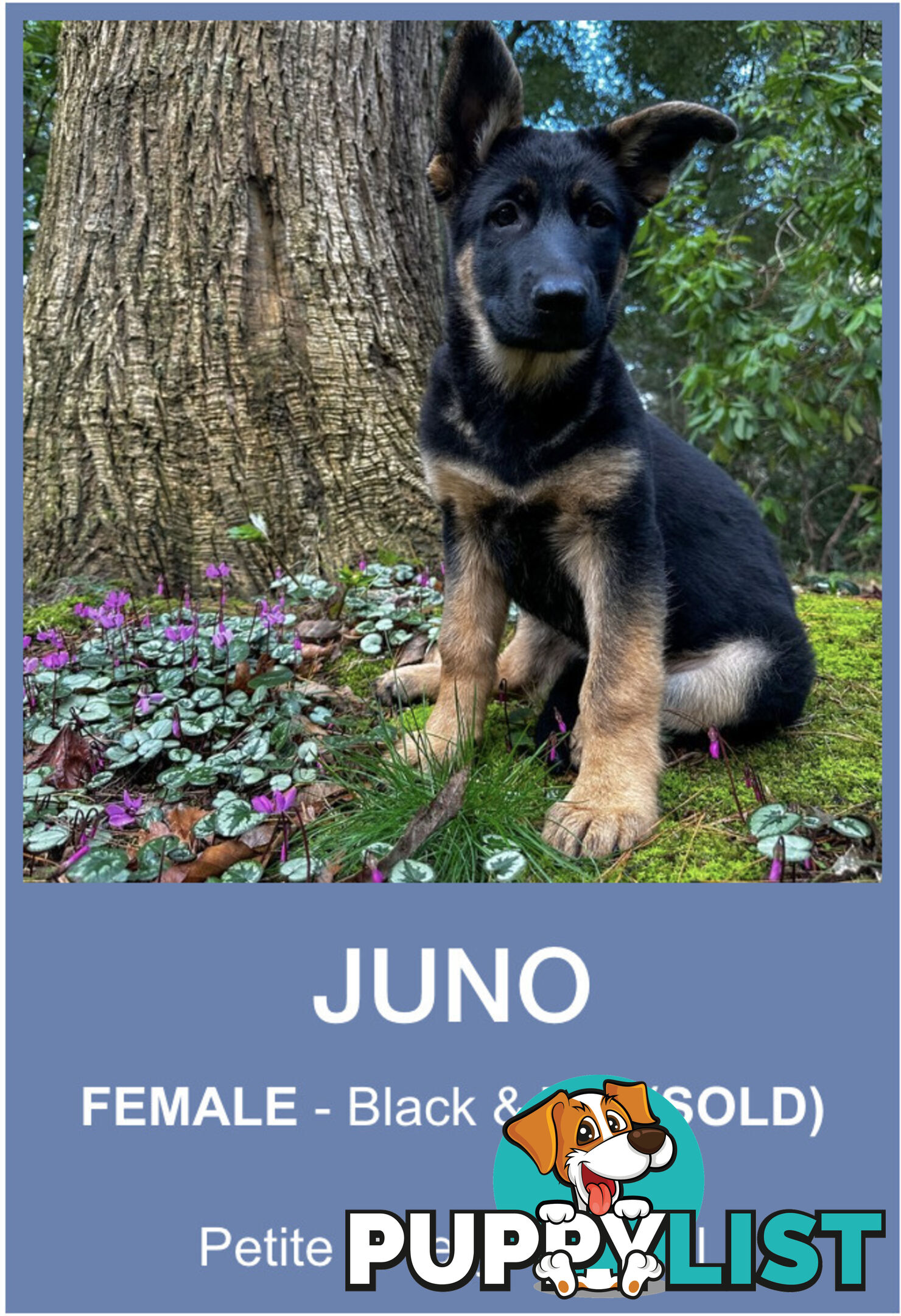 East DDR GSD pups – pure black & black/tan, full masks, loyal, smart & strong working lines.