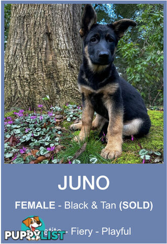East DDR GSD pups – pure black & black/tan, full masks, loyal, smart & strong working lines.
