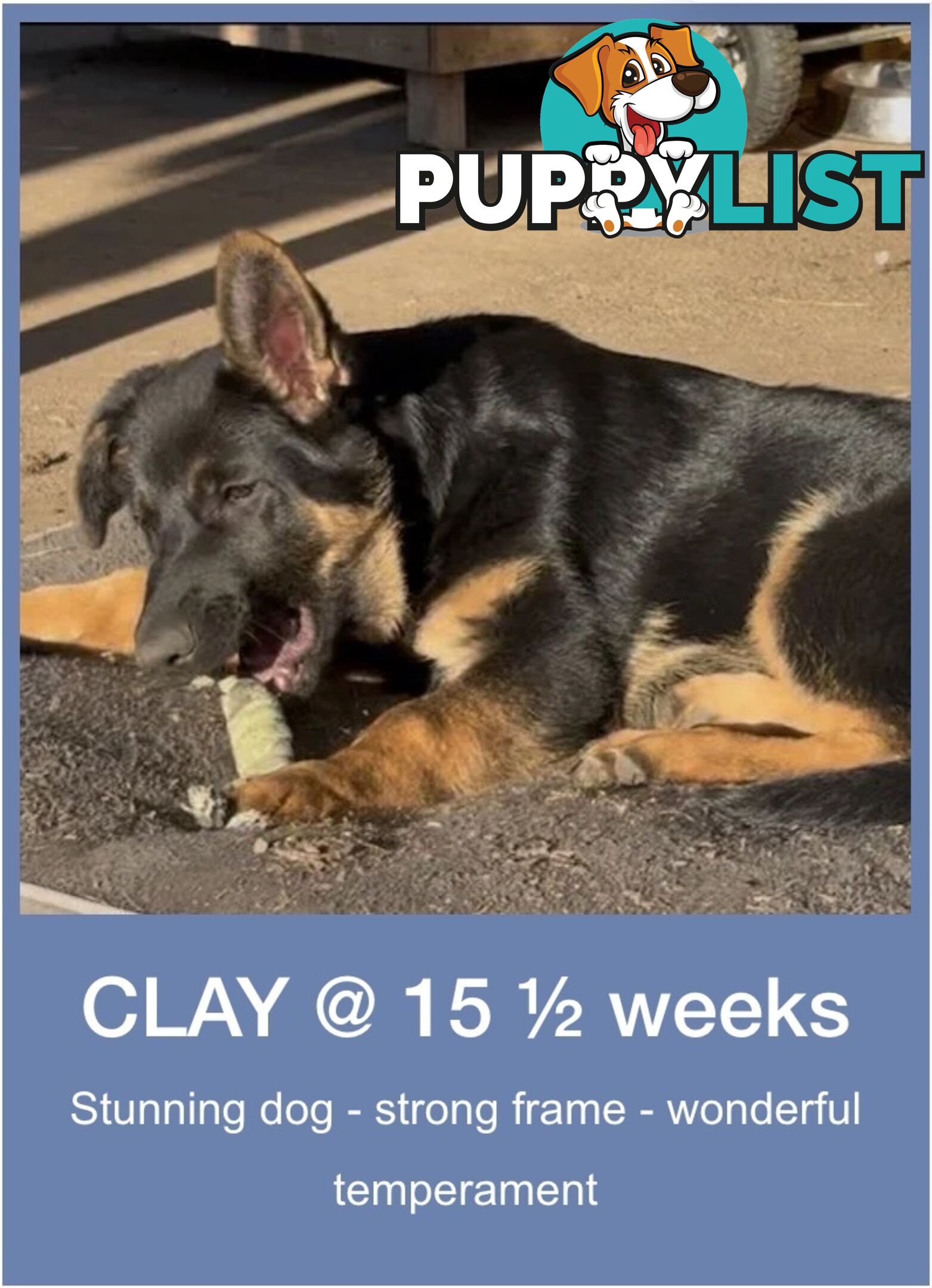 Last two x Elite DDR German Shepherd Puppies – 16 Weeks on Sunday - Ready Now