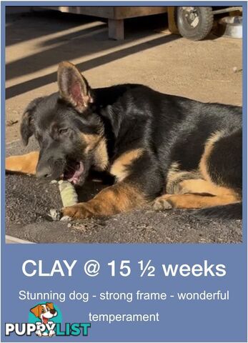 Last two x Elite DDR German Shepherd Puppies – 16 Weeks on Sunday - Ready Now