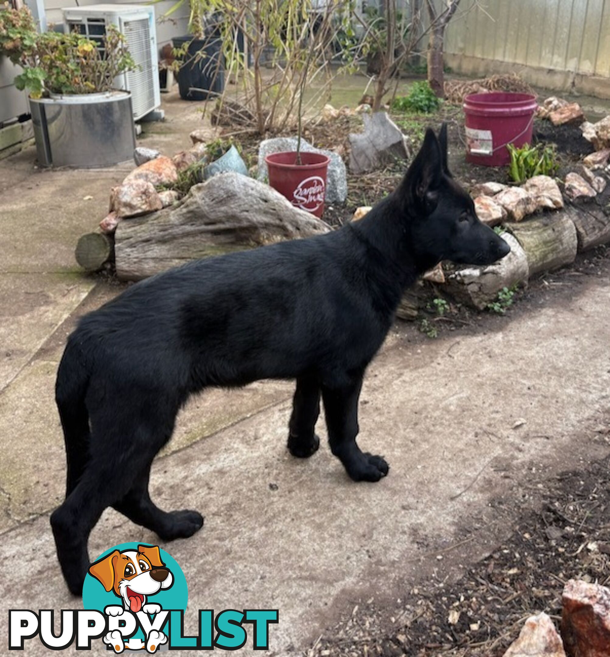 Last two x Elite DDR German Shepherd Puppies – 16 Weeks on Sunday - Ready Now