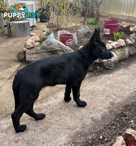 Last two x Elite DDR German Shepherd Puppies – 16 Weeks on Sunday - Ready Now