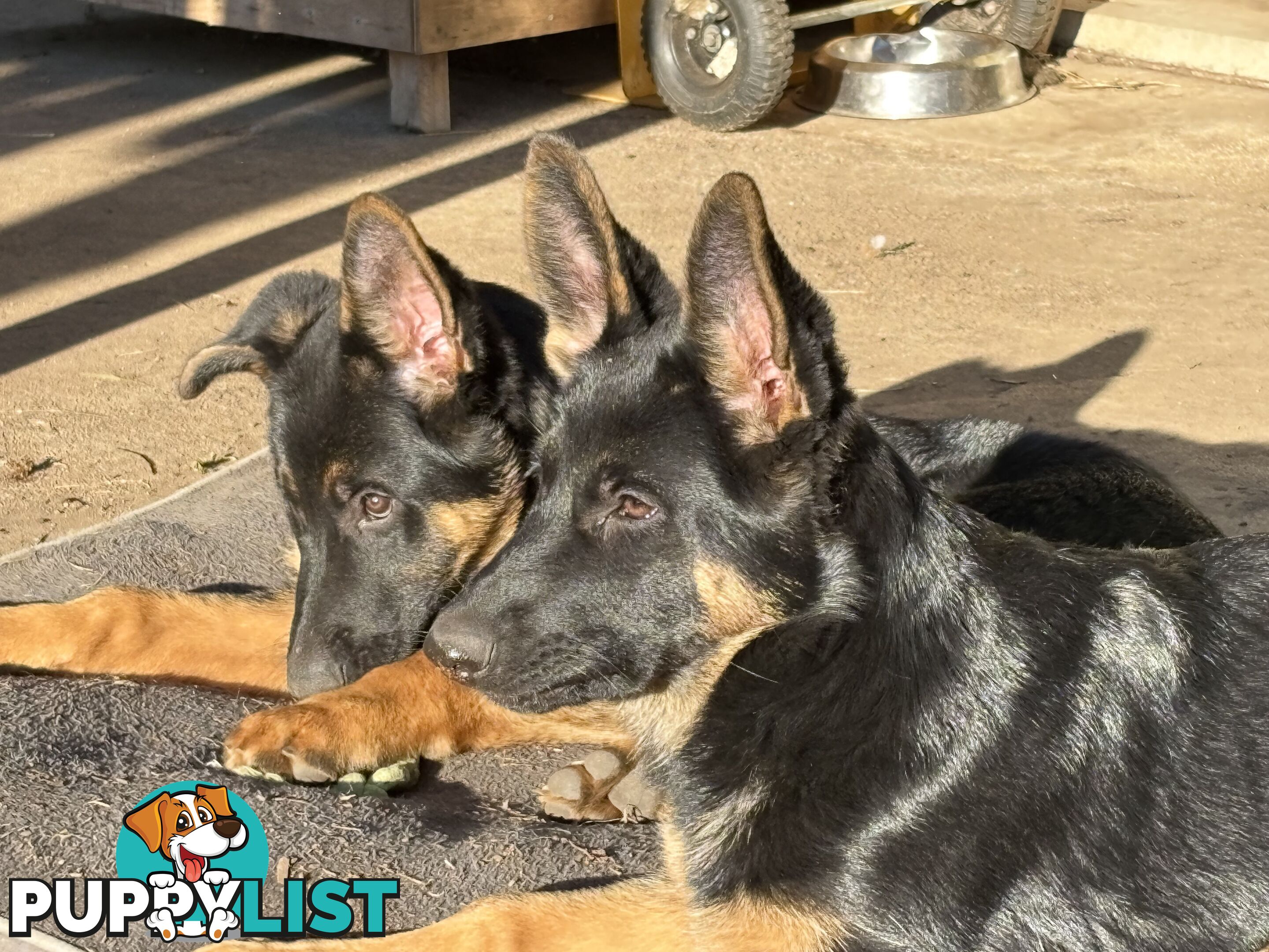 Last two x Elite DDR German Shepherd Puppies – 16 Weeks on Sunday - Ready Now
